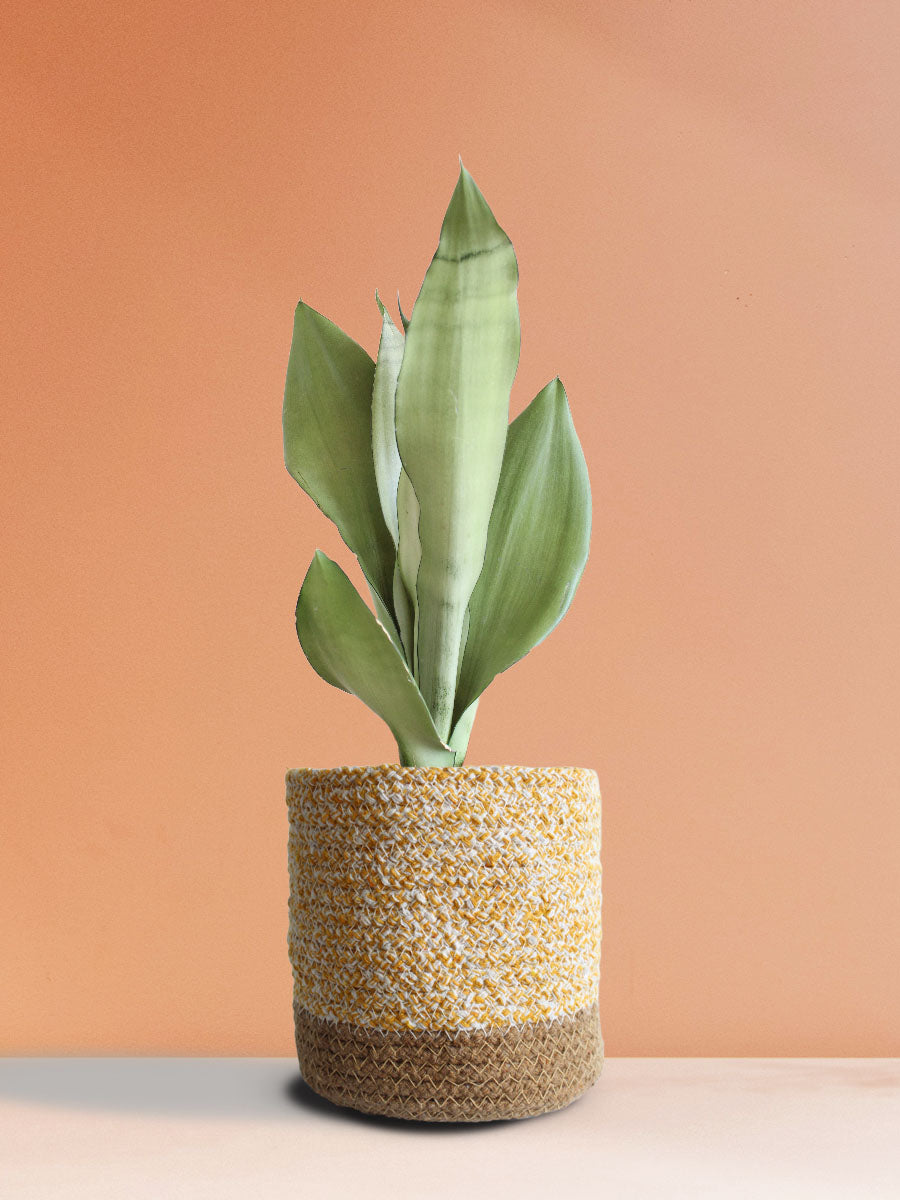 Snake Plant Moonshine (Medium)