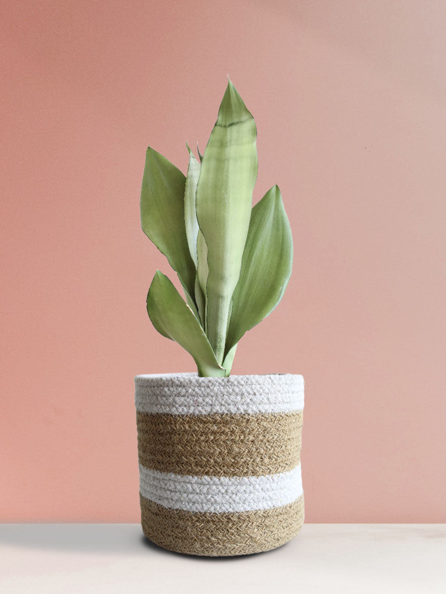 Snake Plant Moonshine (Medium)