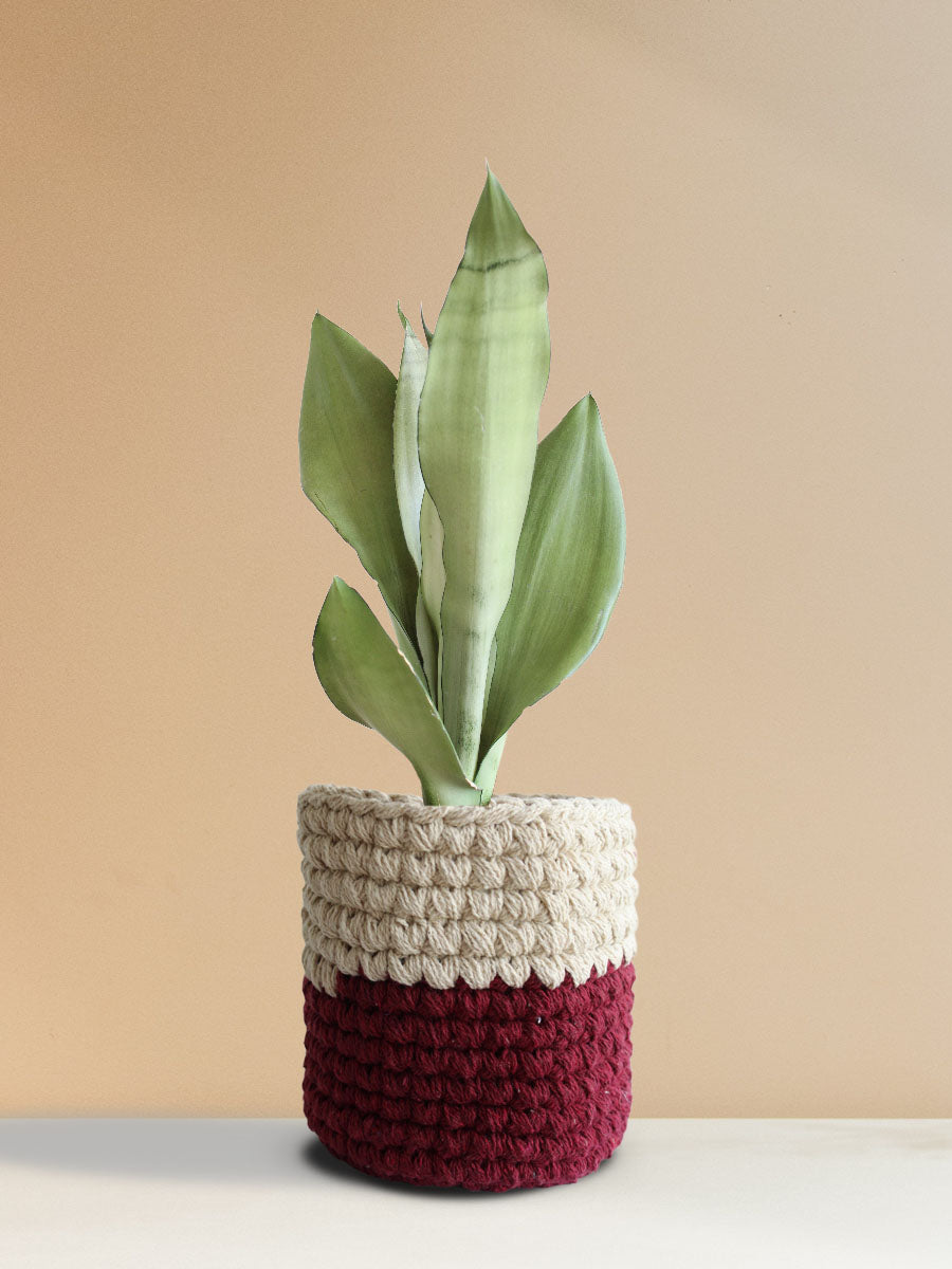 Snake Plant Moonshine (Medium)