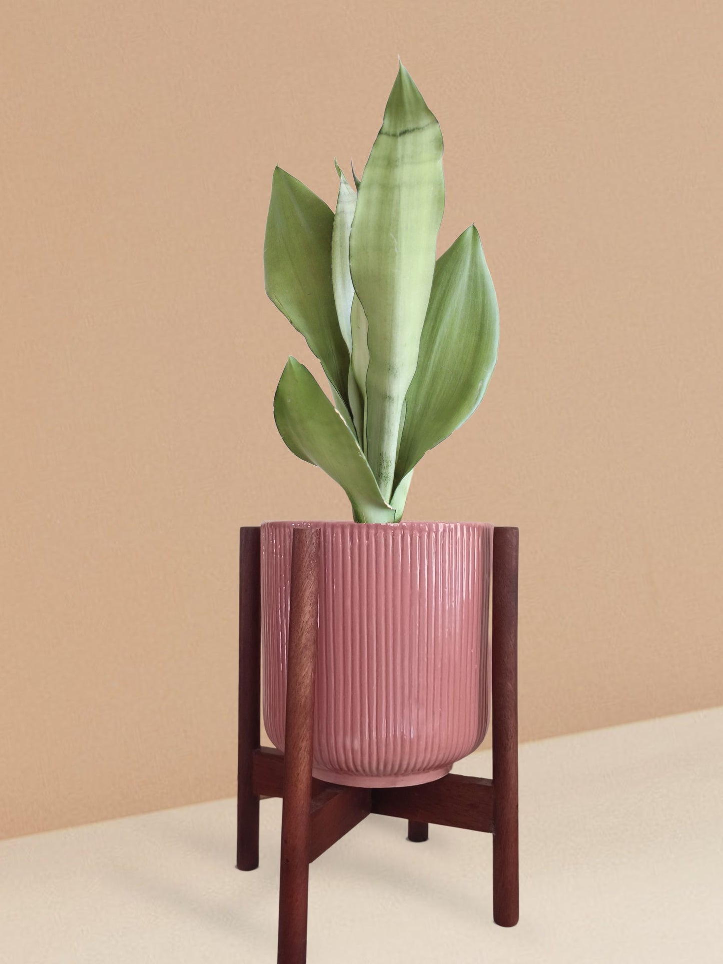 Snake Plant Moonshine in Ceramic Pot (Medium)