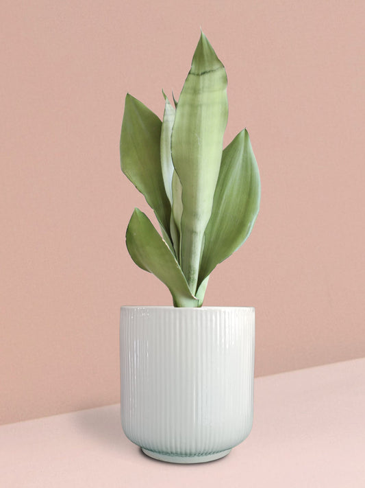 Snake Plant Moonshine in Ceramic Pot (Medium)
