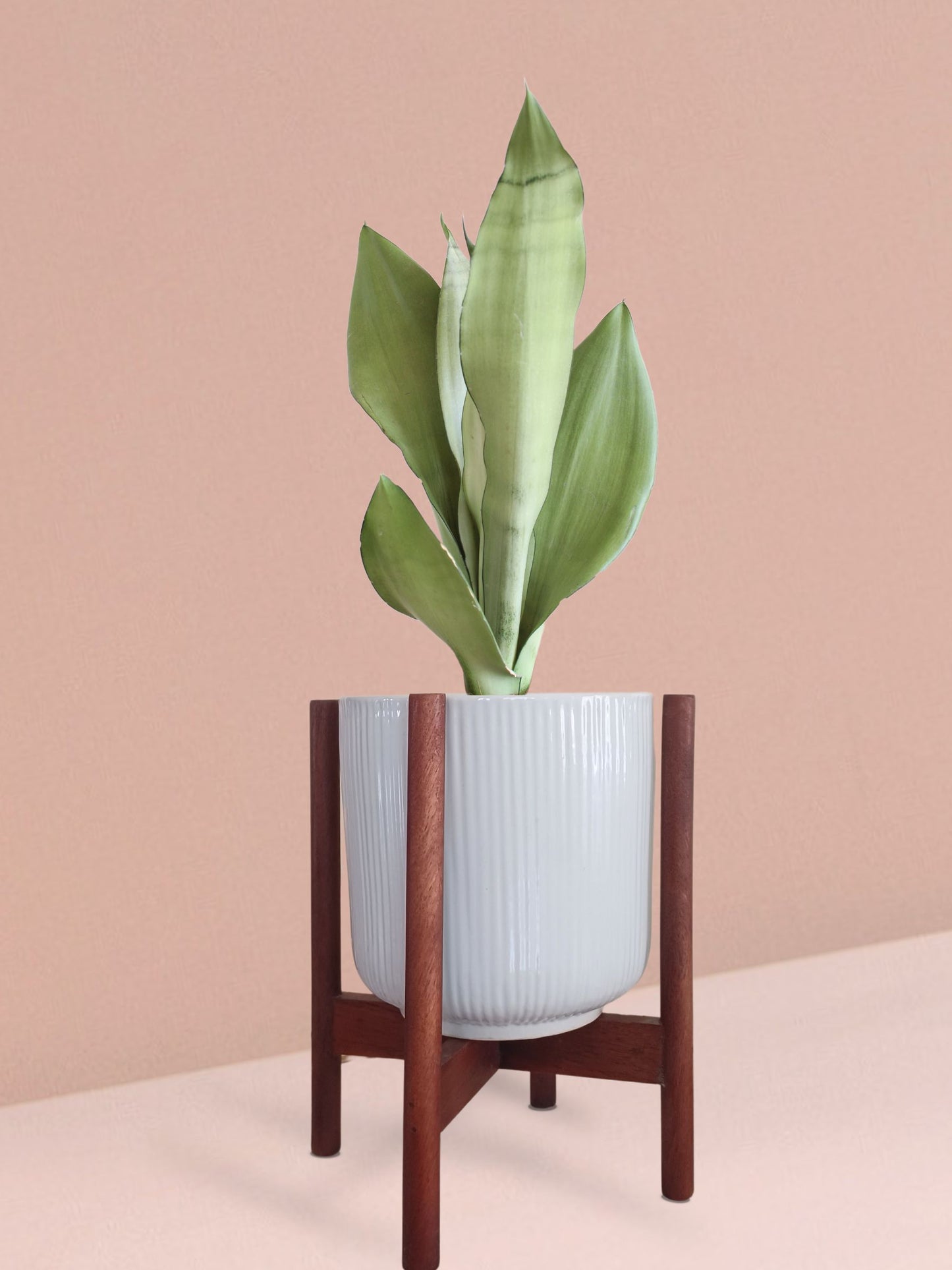 Snake Plant Moonshine in Ceramic Pot (Medium)