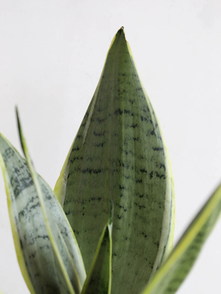 Snake Plant Silver Queen (Medium)