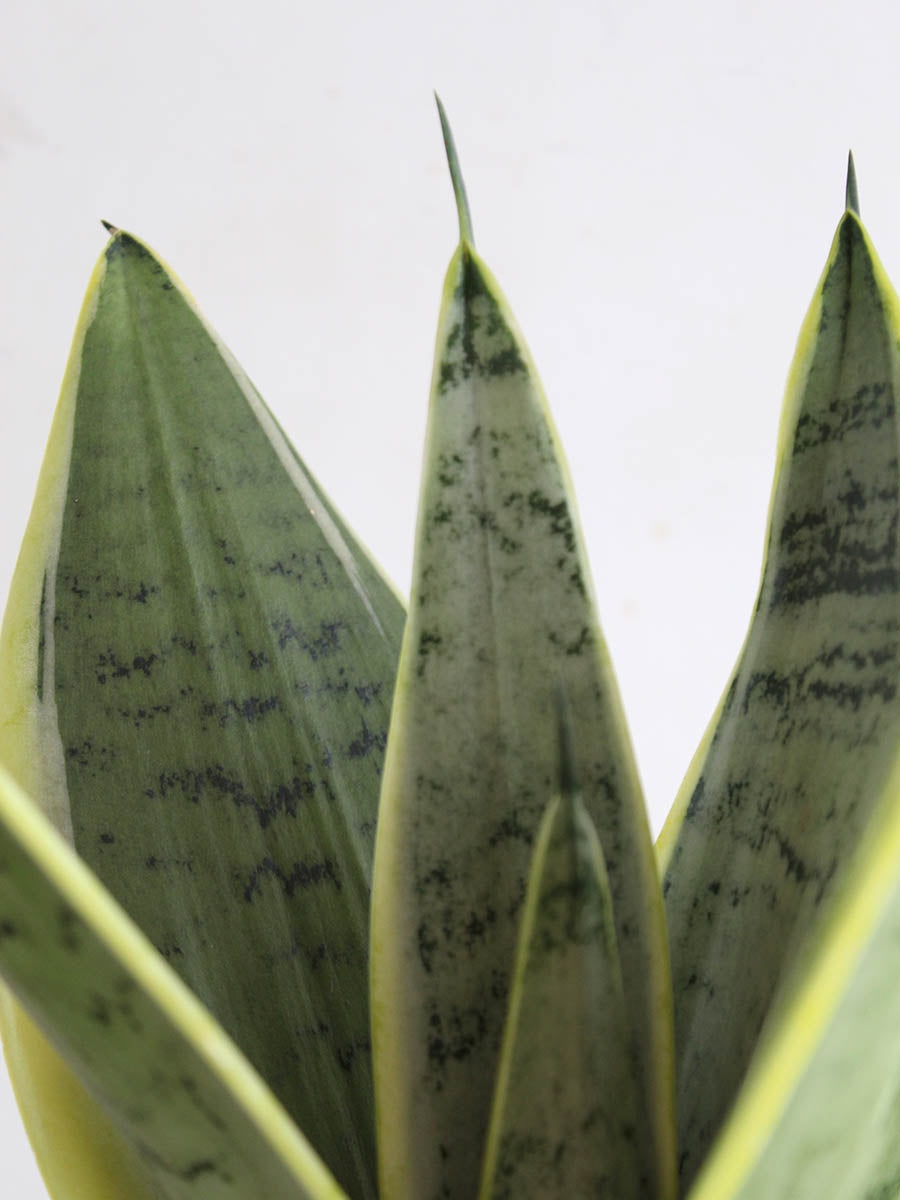Snake Plant Silver Queen (Medium)