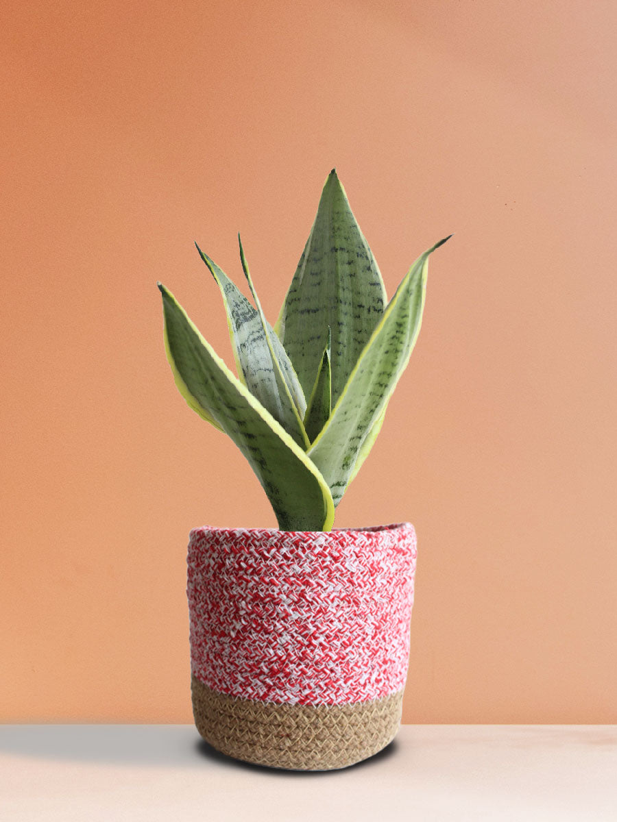 Snake Plant Silver Queen (Medium)