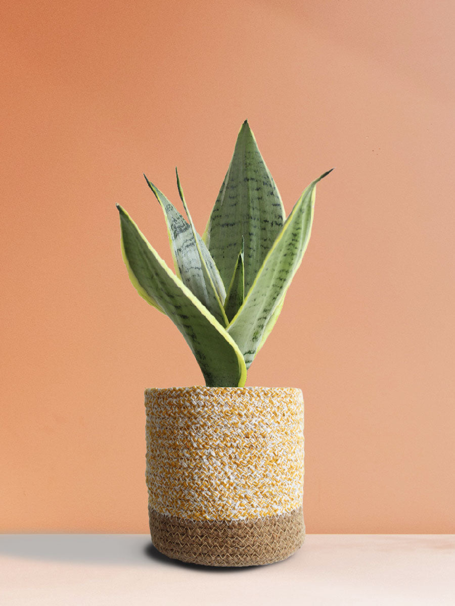 Classy Air-Purifying Bedroom Plants Combo