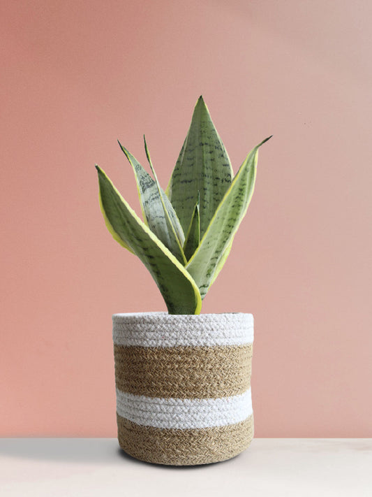 Buy Snake Plant Silver Queen in premium jute brown planter