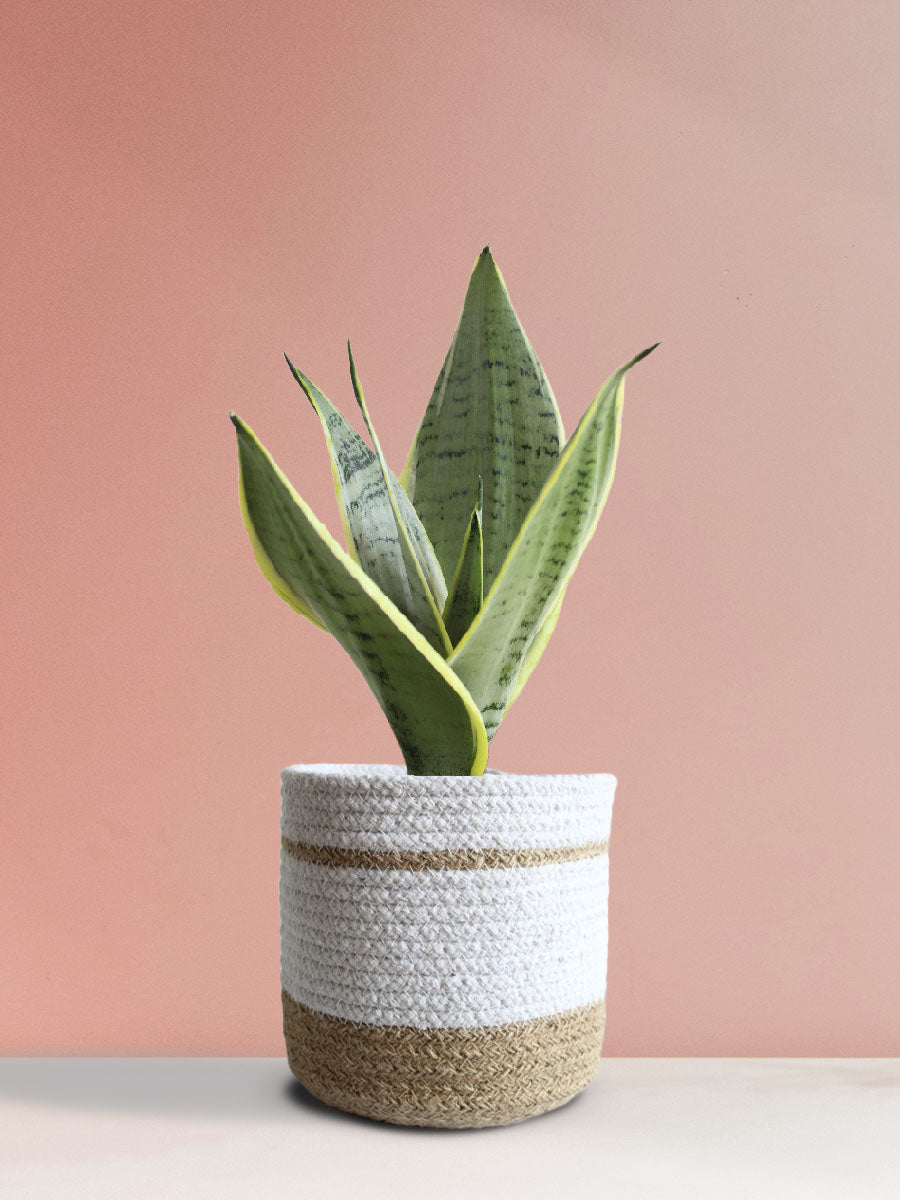 Snake Plant Silver Queen (Medium)