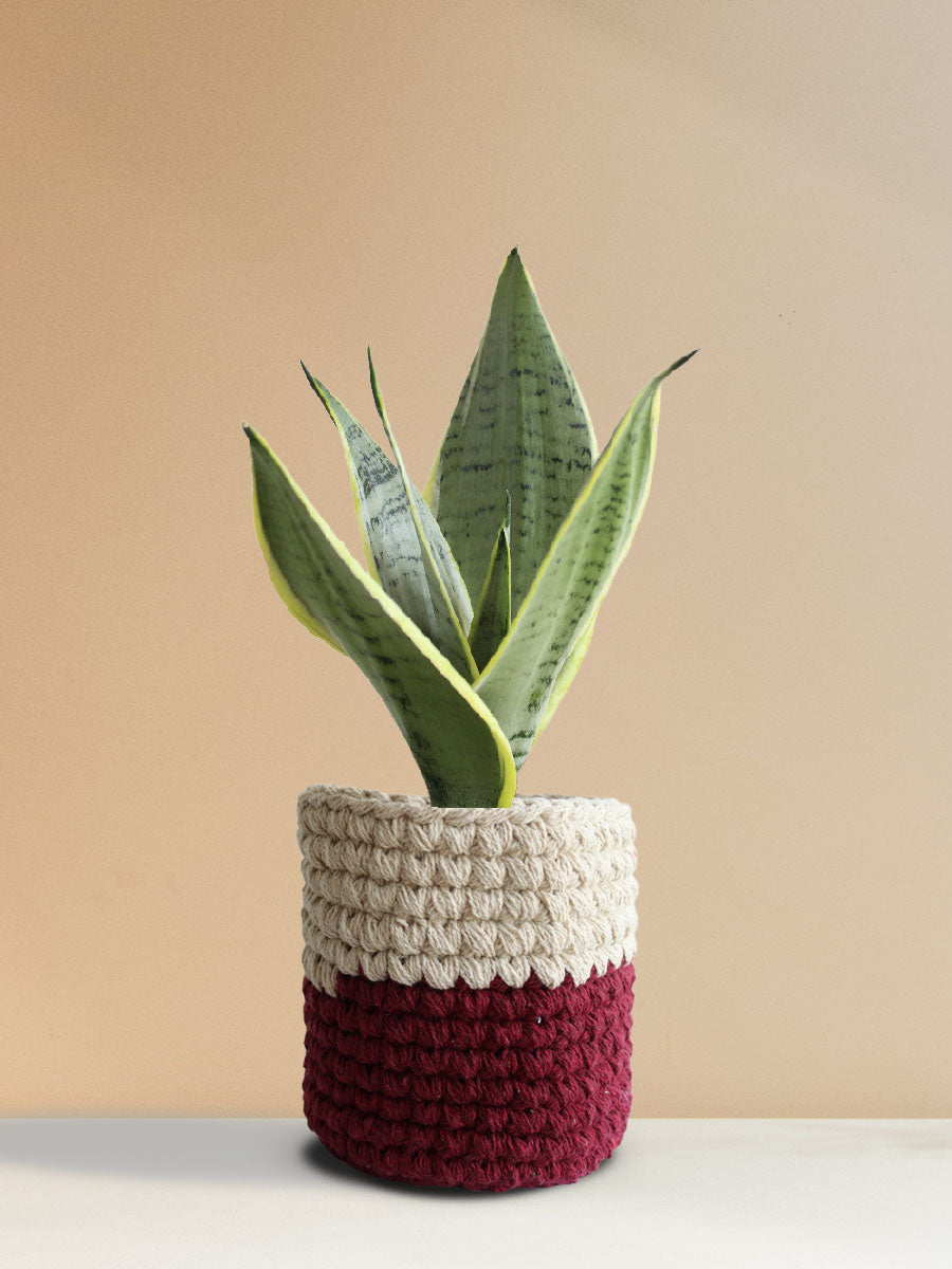 Snake Plant Silver Queen (Medium)