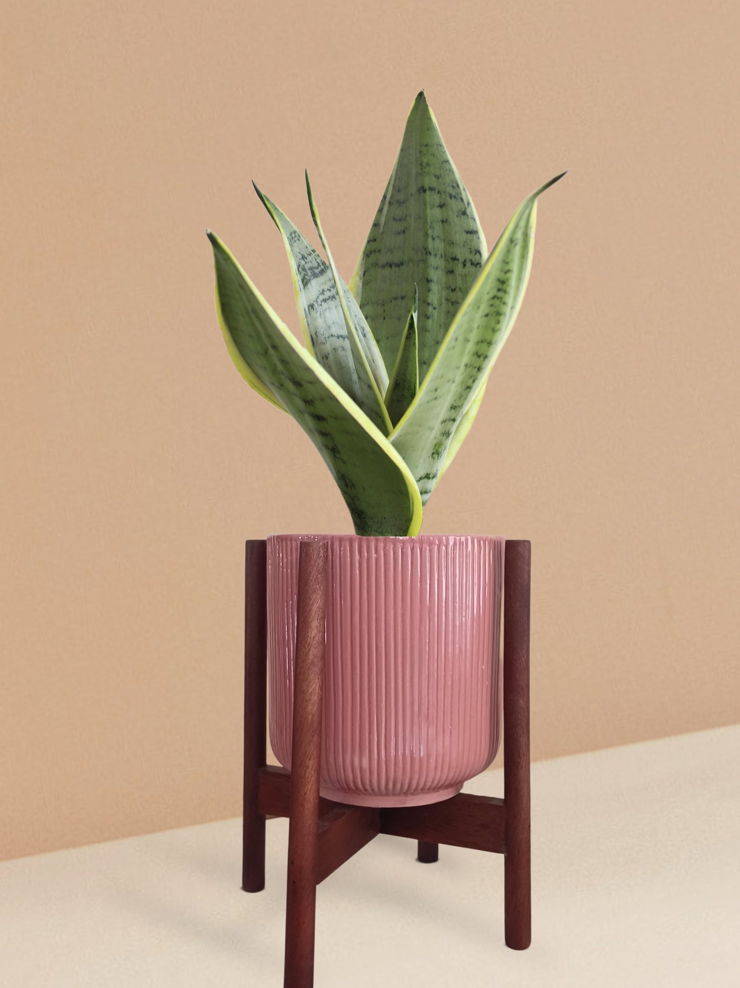 Snake Plant Silver Queen in Ceramic Pot (Medium)