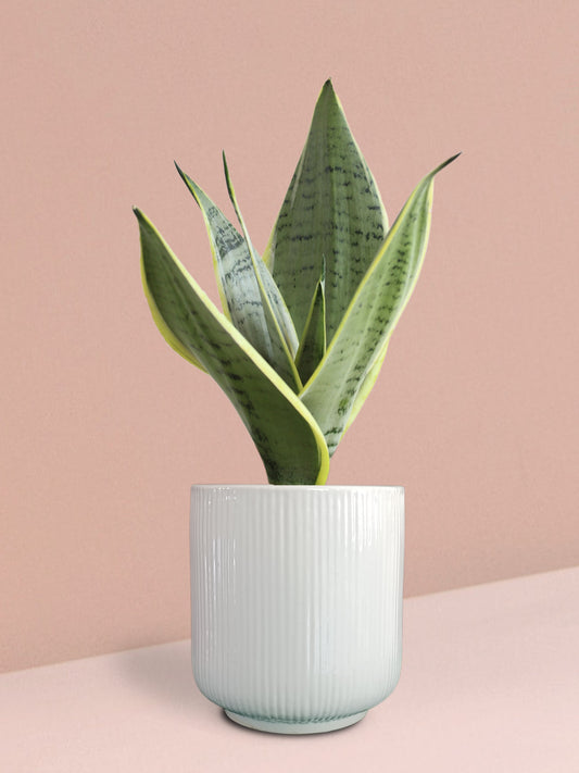 Snake Plant Silver Queen in Ceramic Pot (Medium)