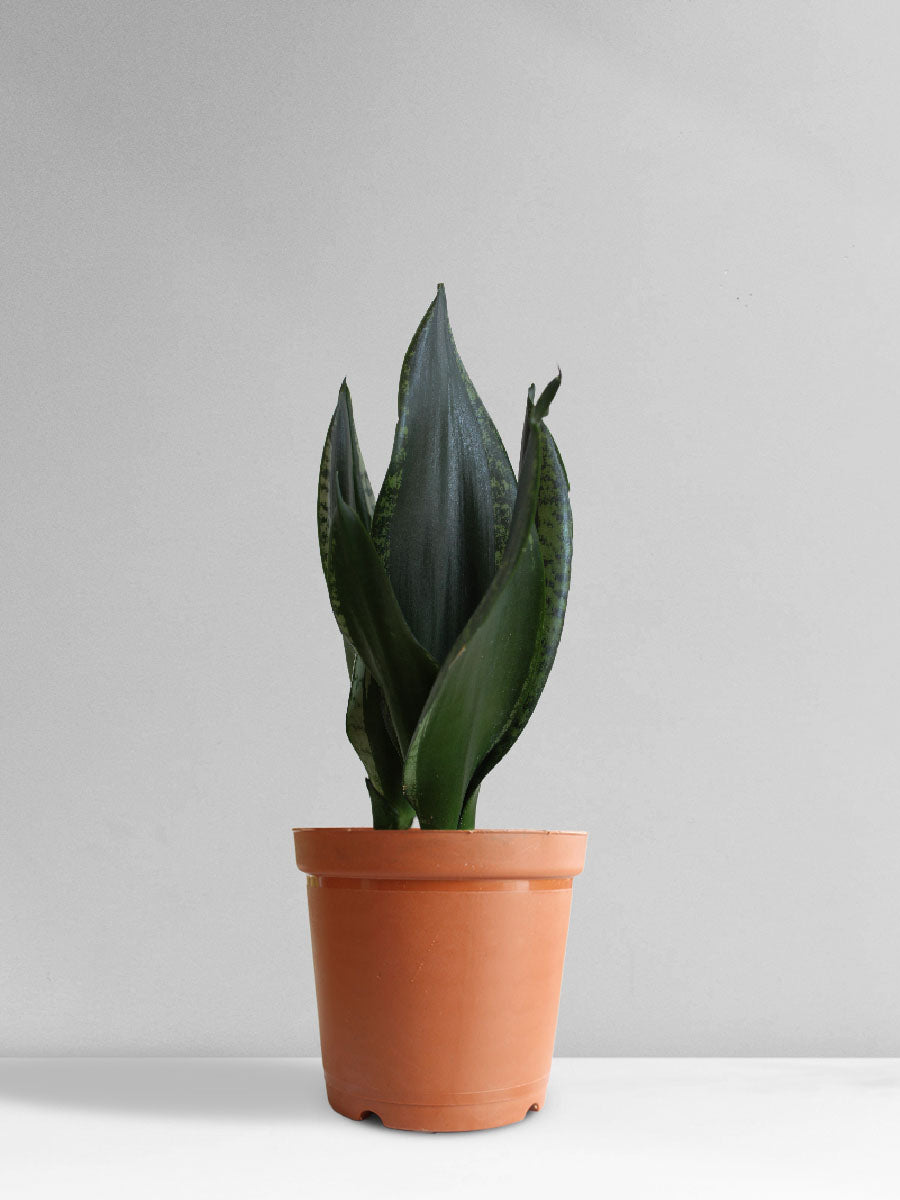 Snake Plant Whitney (Medium)