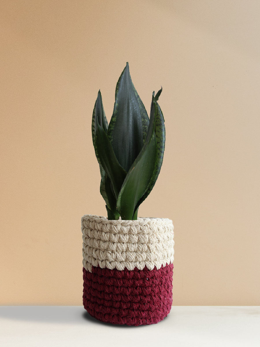 Snake Plant Whitney (Medium)