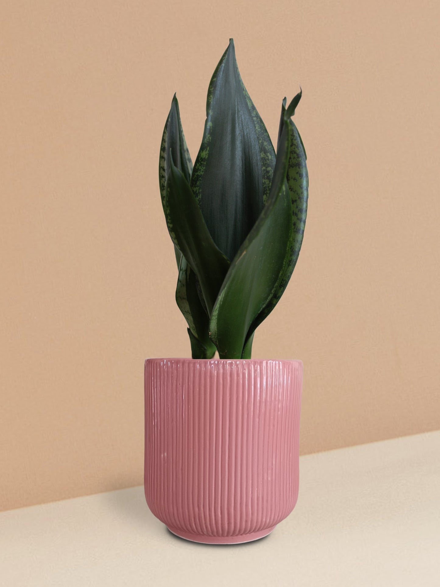 Snake Plant Whitney in Ceramic Pot (Medium)