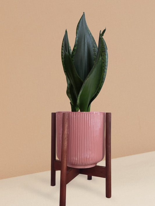 Snake Plant Whitney in Ceramic Pot (Medium)