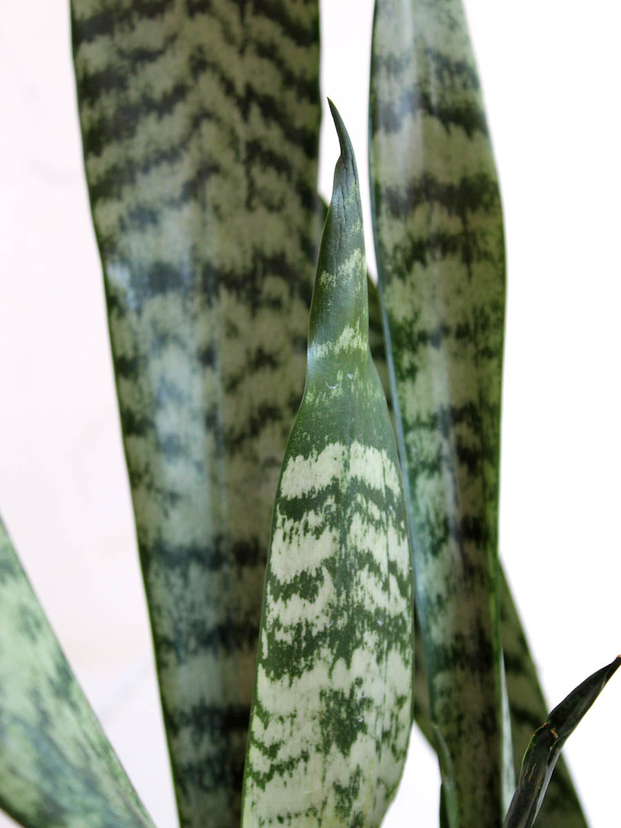 Snake Plant Zeylanica (X-Large)