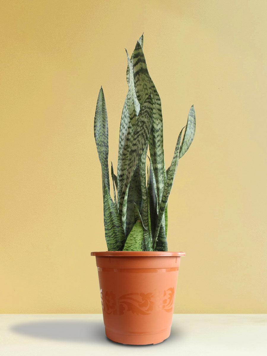 Snake Plant Zeylanica (X-Large)
