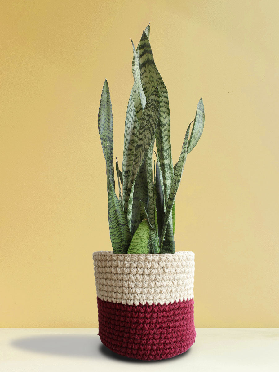 Snake Plant Zeylanica (X-Large)