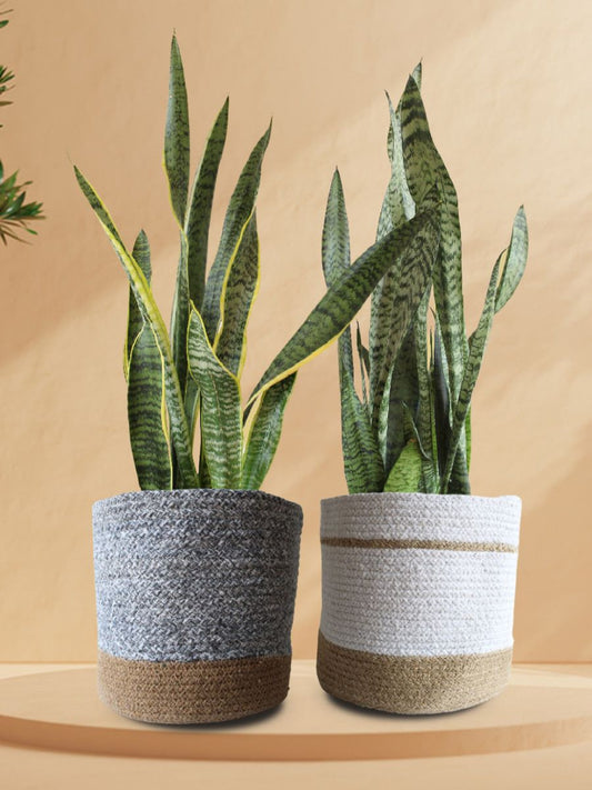 Living Room Plants - Pair of large Snake Plants