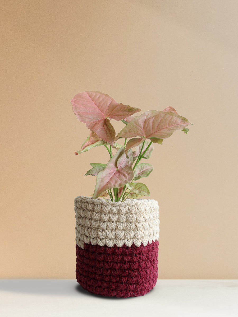 Syngonium Neon Robusta (Medium)