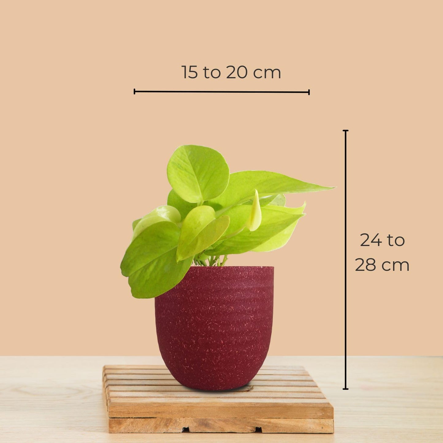 Three Money Plant Combo in Eco Pots (Small)