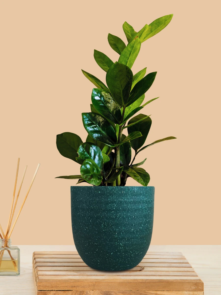 ZZ Green Plant (Small) in Eco Pot
