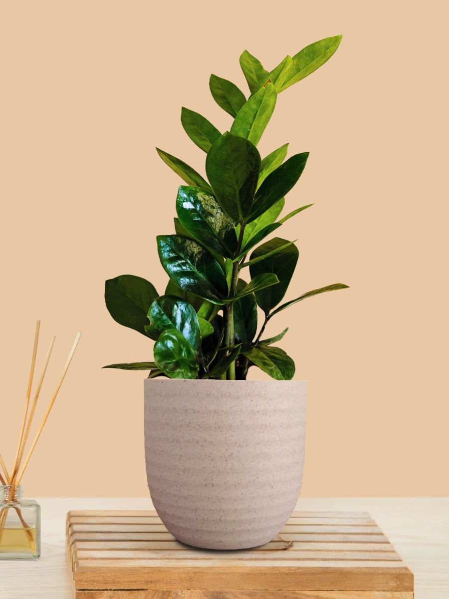 ZZ Green Plant (Small) in Eco Pot