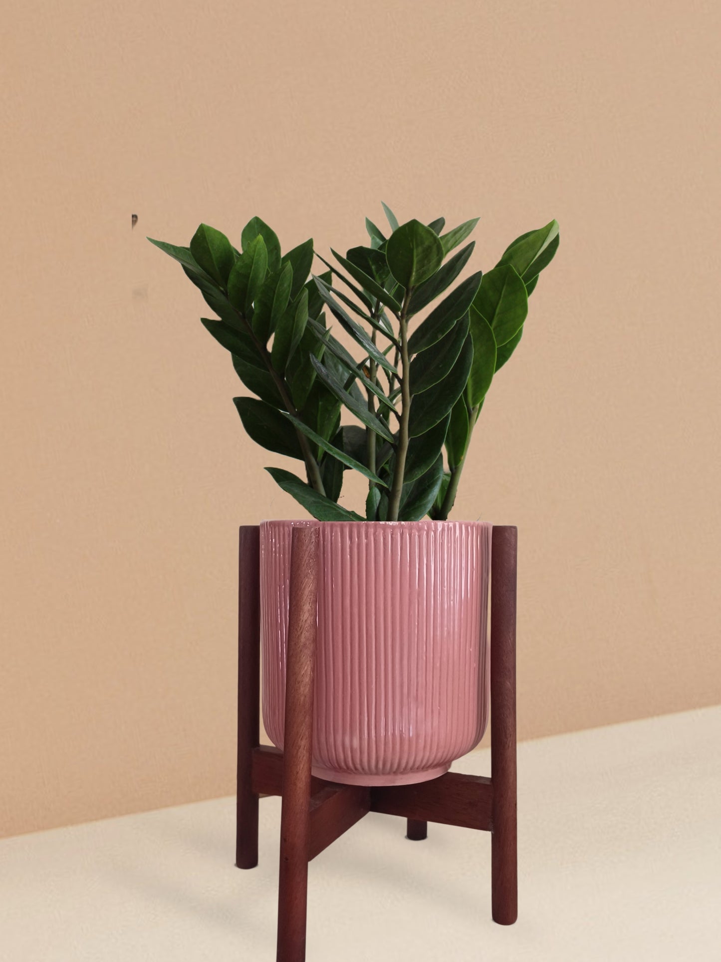 ZZ Green Plant in Ceramic Pot (Medium)