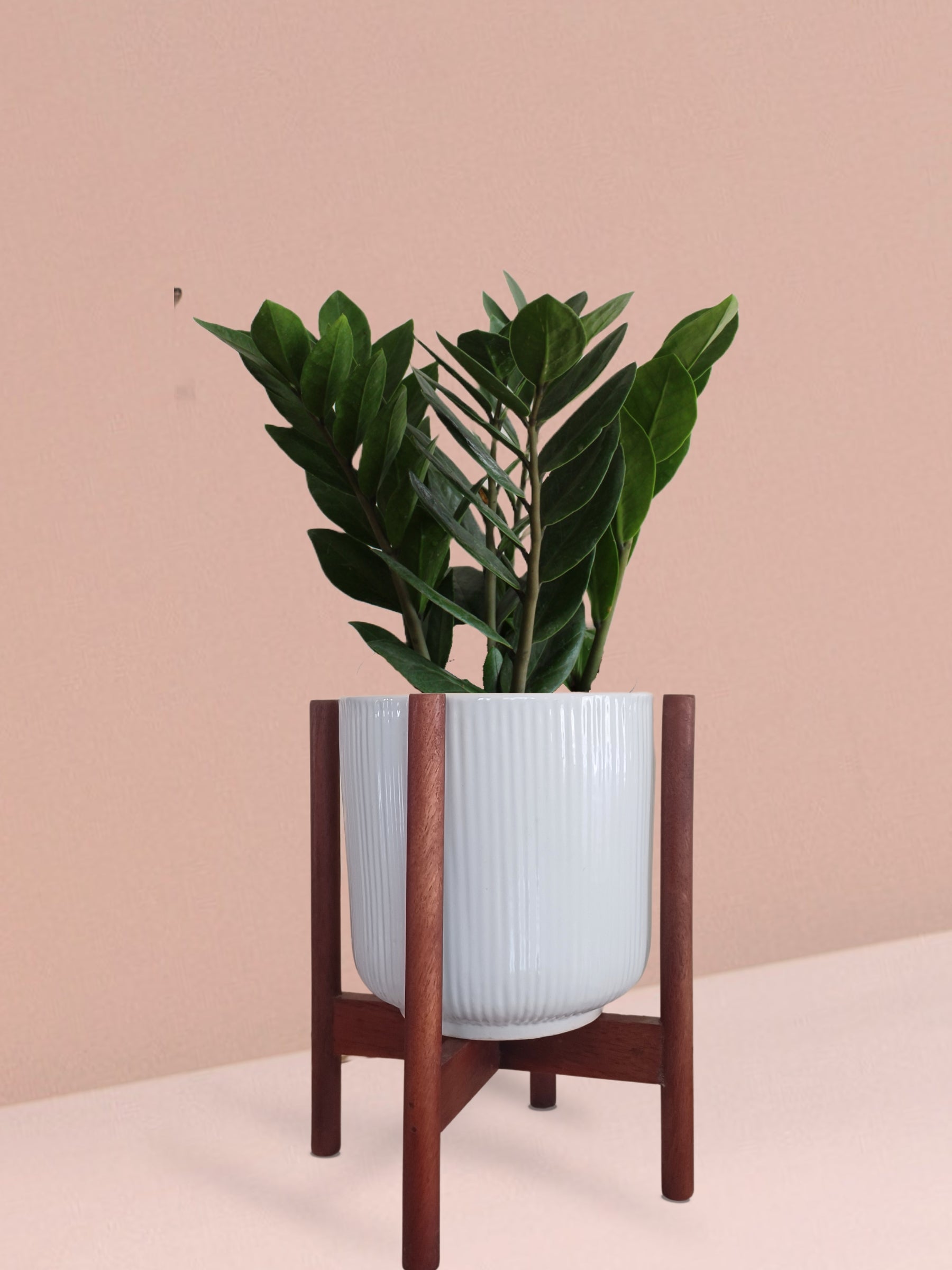 ceramic pots for indoor plants online india ZZ Green Plant in Ceramic Pot (Medium)