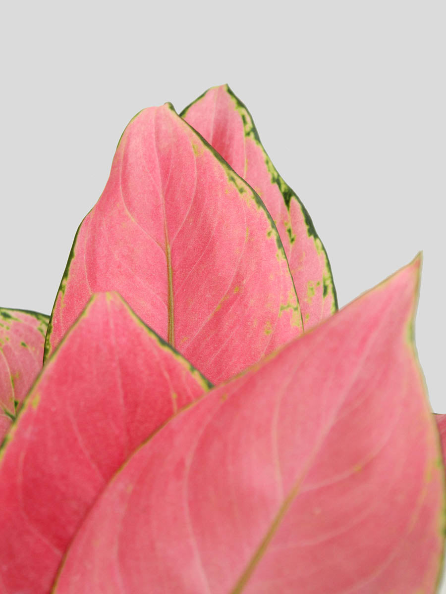 Gift colorful small indoor plant Aglaonema pink Anjamani in premium ceramic Hawaiian pot in India