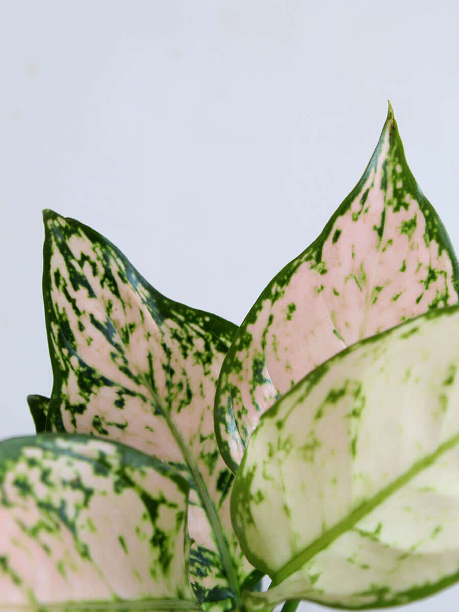Blushing Aglaonemas