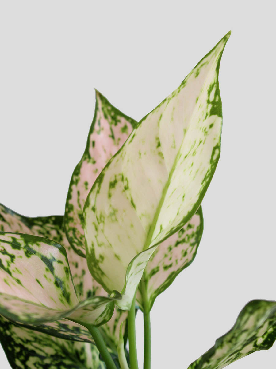 Order lovely indoor plant Aglaonema Valentine in a premium pink cotton planter online