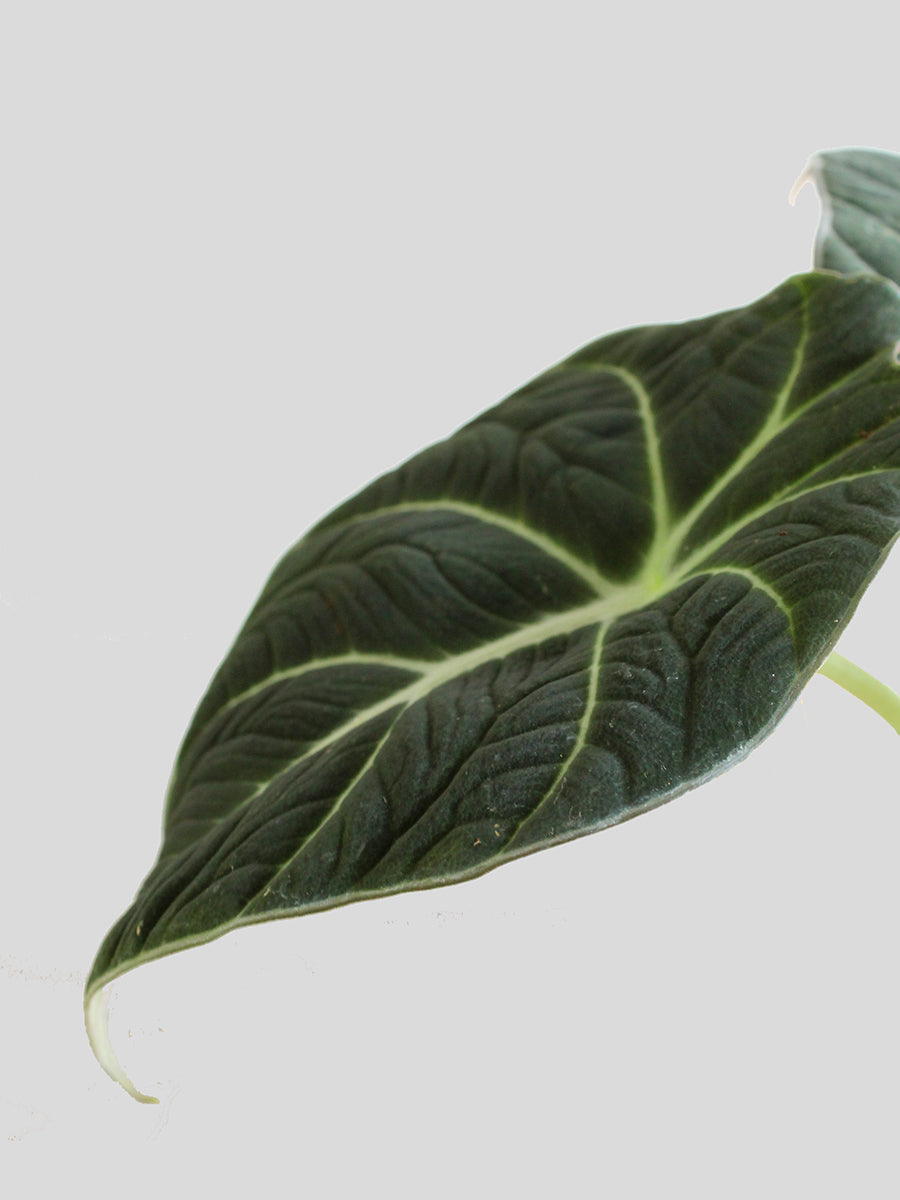 Alocasia Black Velvet (Medium)