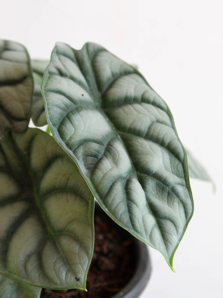 Alocasia Silver Dragon (Small)