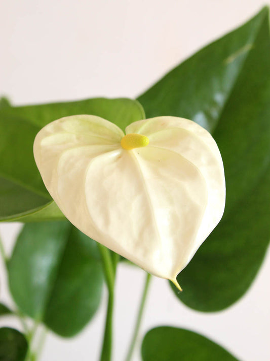 Anthurium White (Medium)
