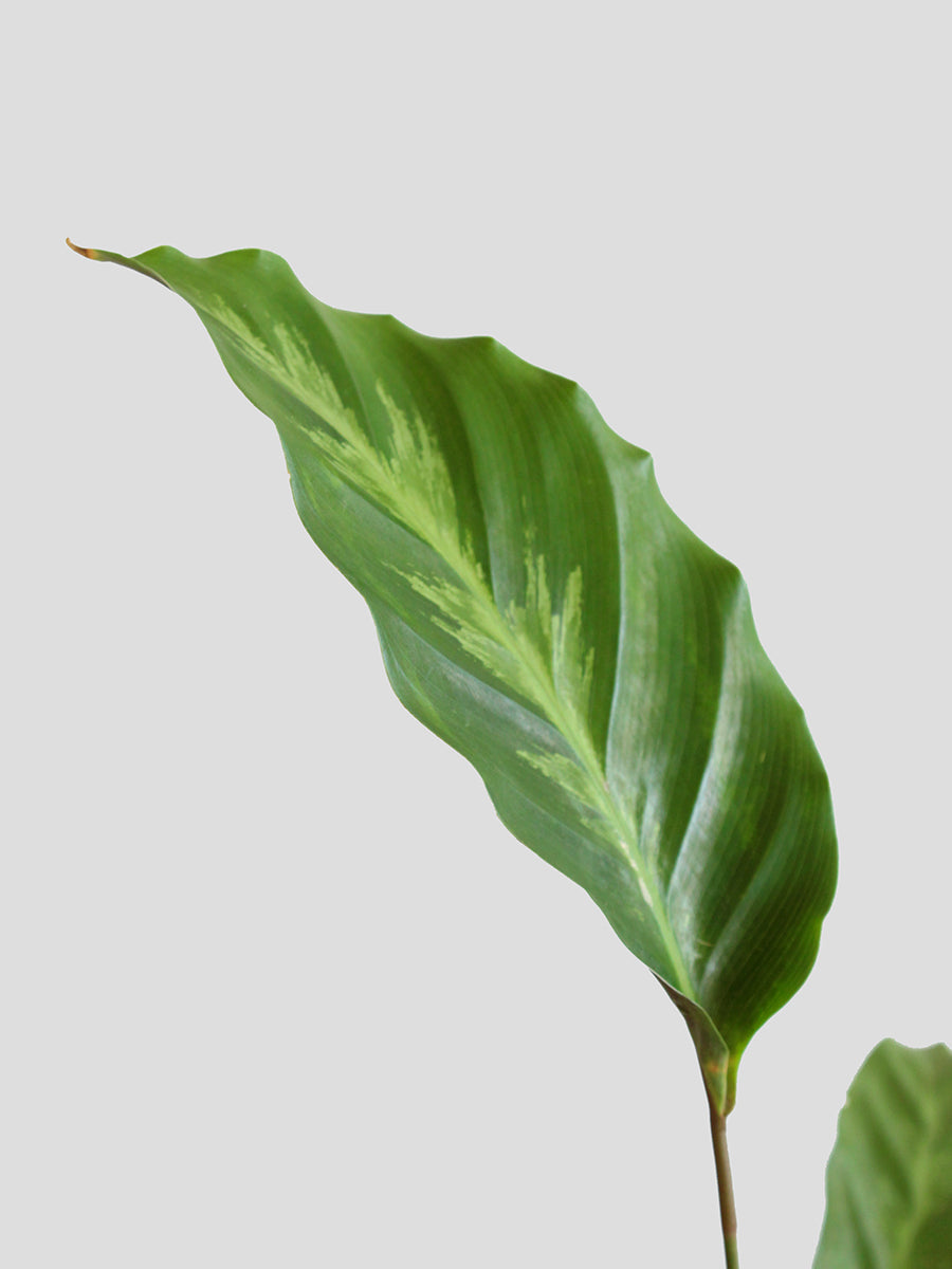 Calathea Misto (Large)