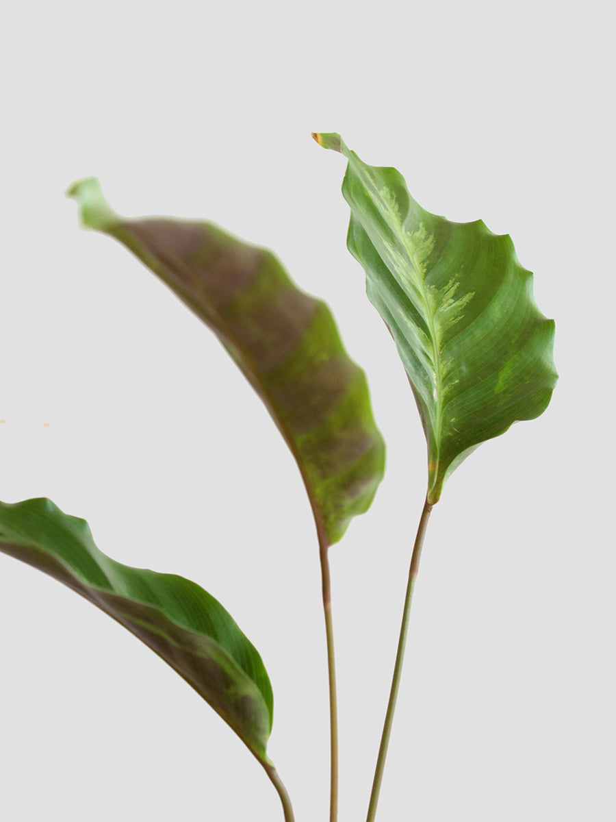 Calathea Misto (Large)