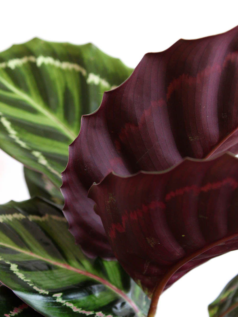 Calathea Roseopicta Illustris (Large)