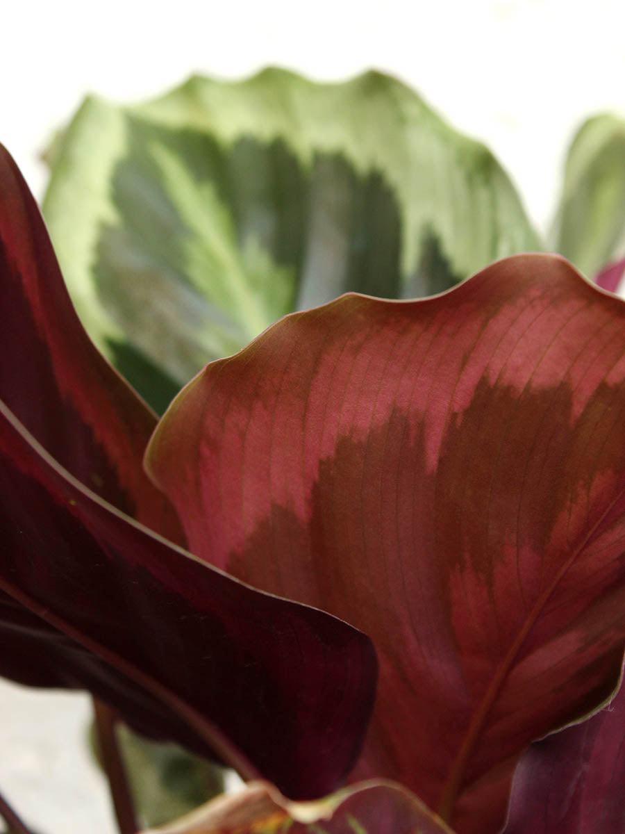 Calathea Roseopicta Shinestar (Large)