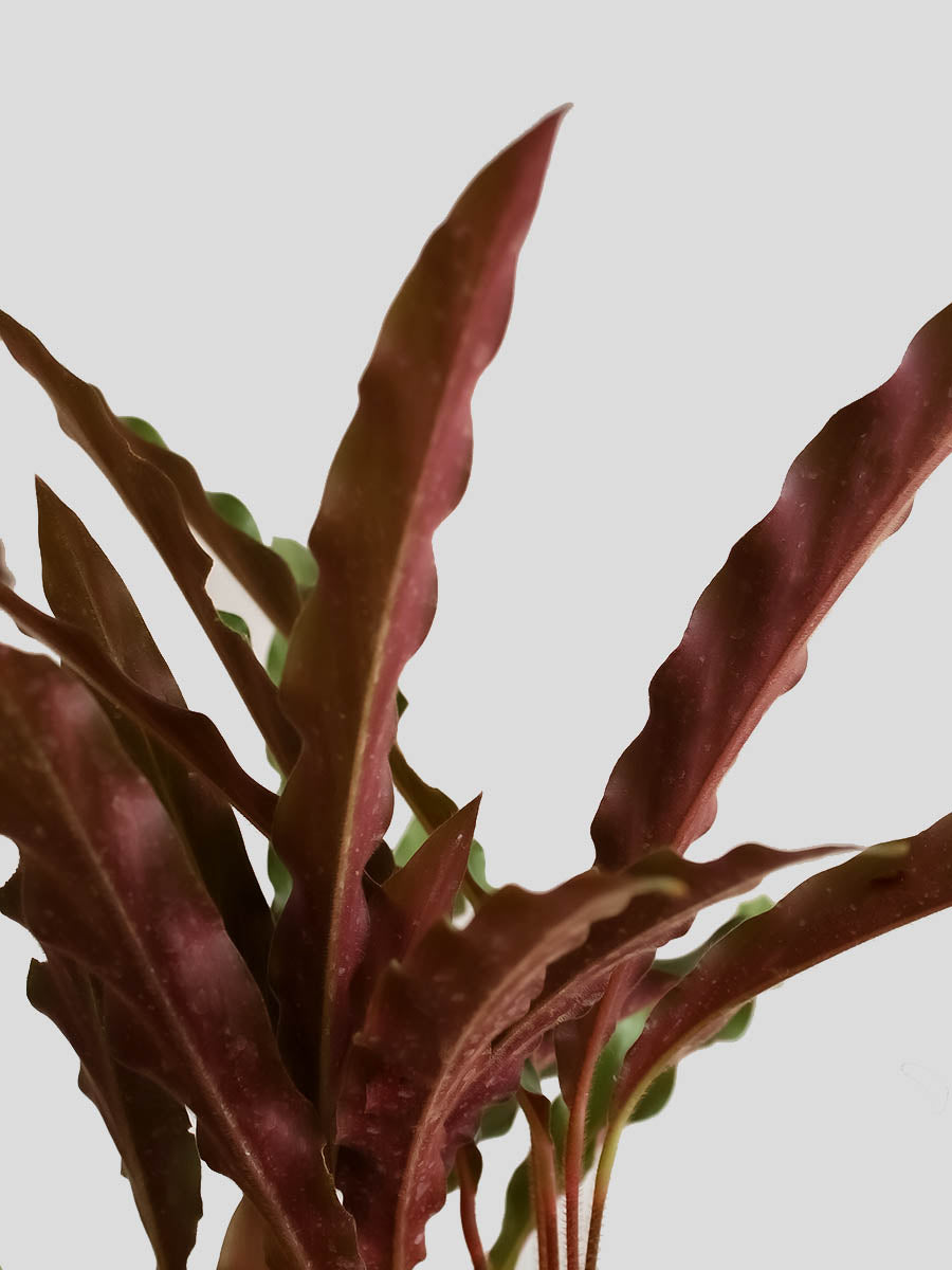 Calathea Rufibarba Black (Large)