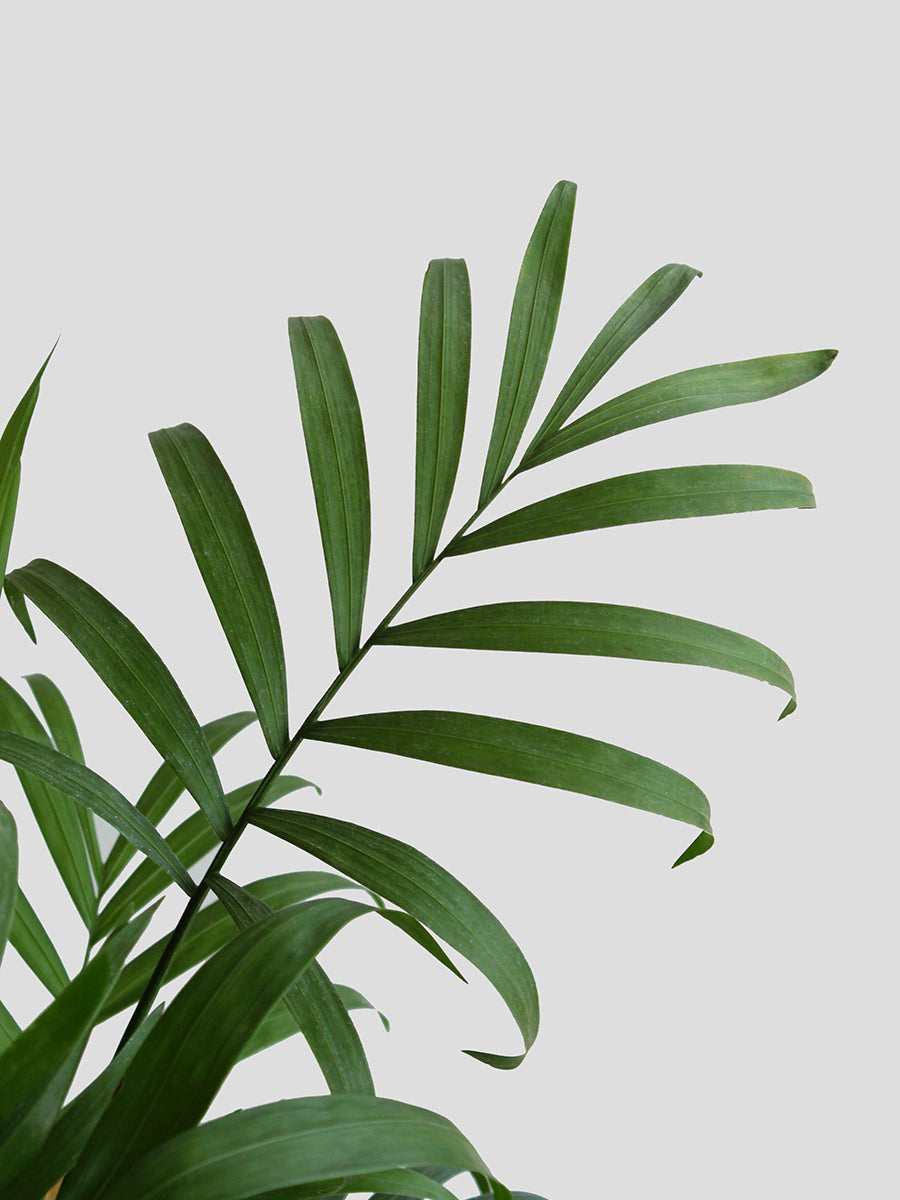 Indoor Jungle Starter