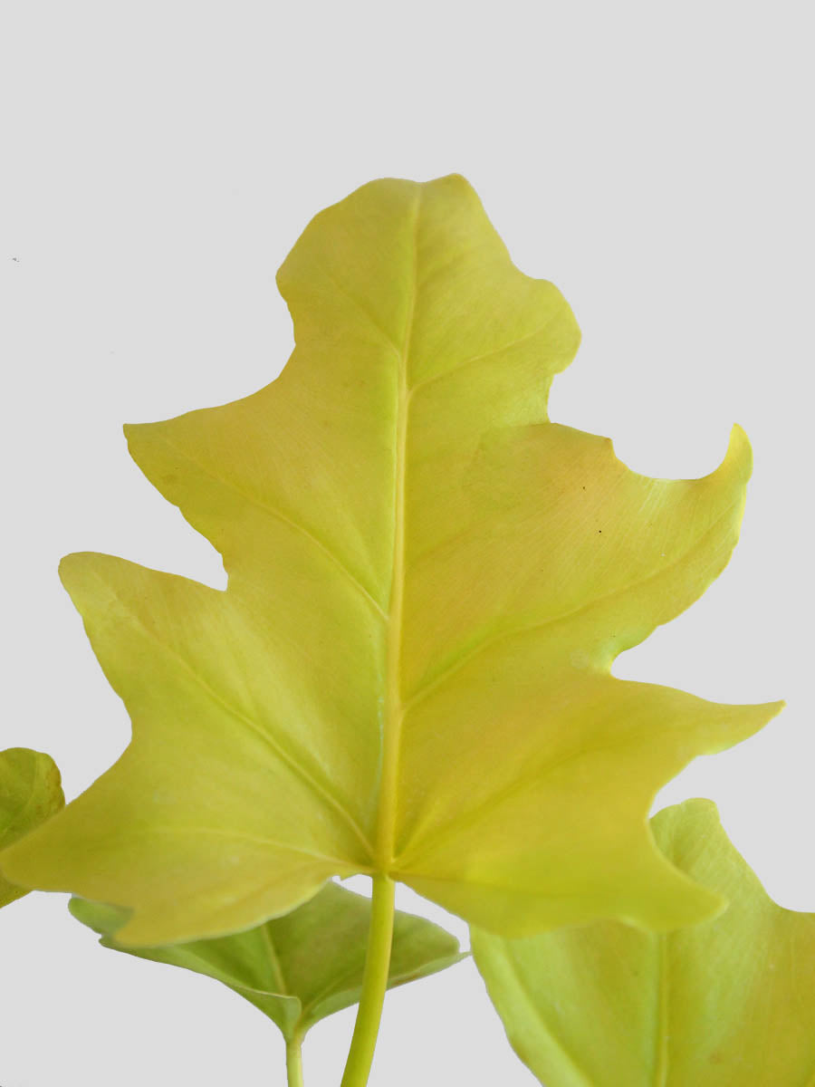 Golden Selloum (Large)