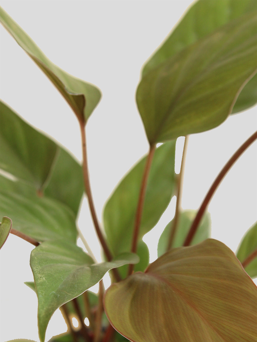 Homalomena Bronze (Medium)