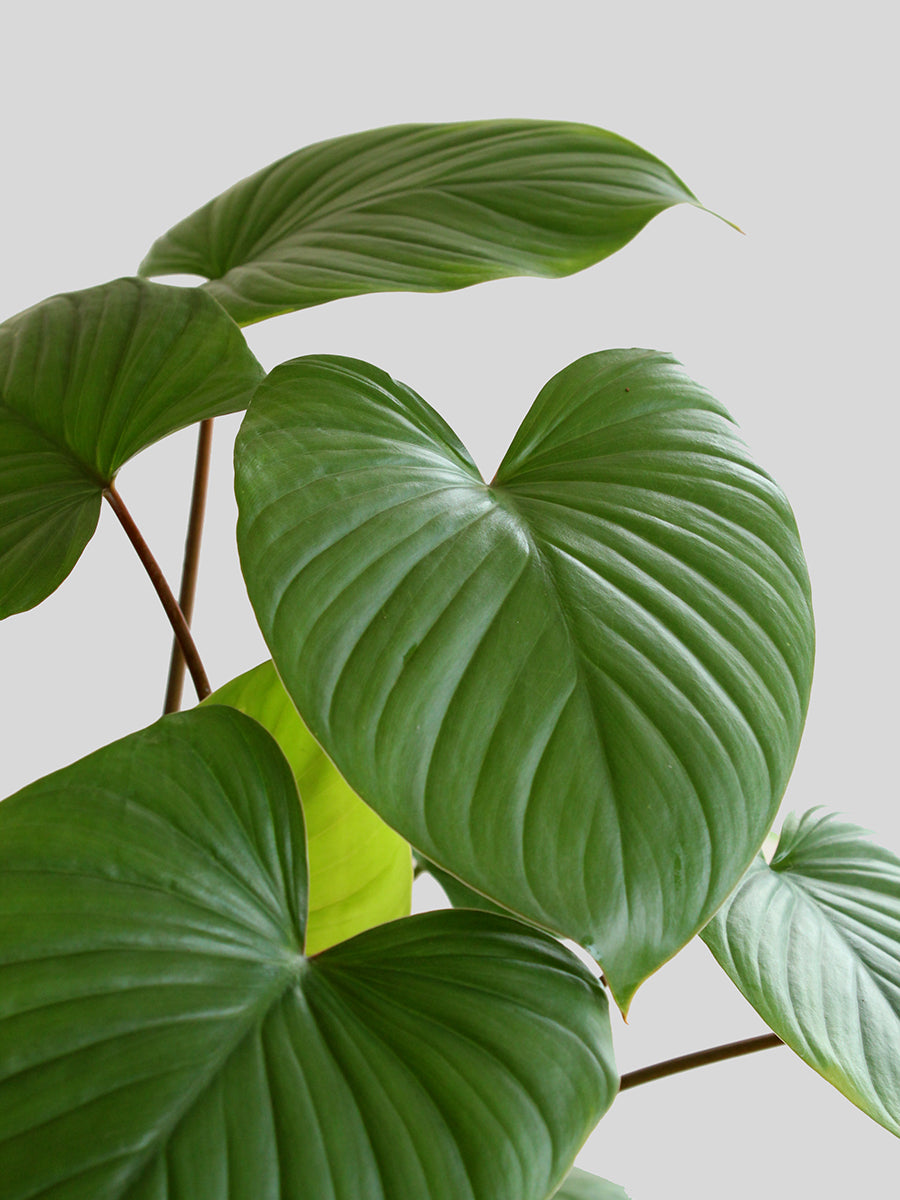 Homalomena Maggy (Medium)