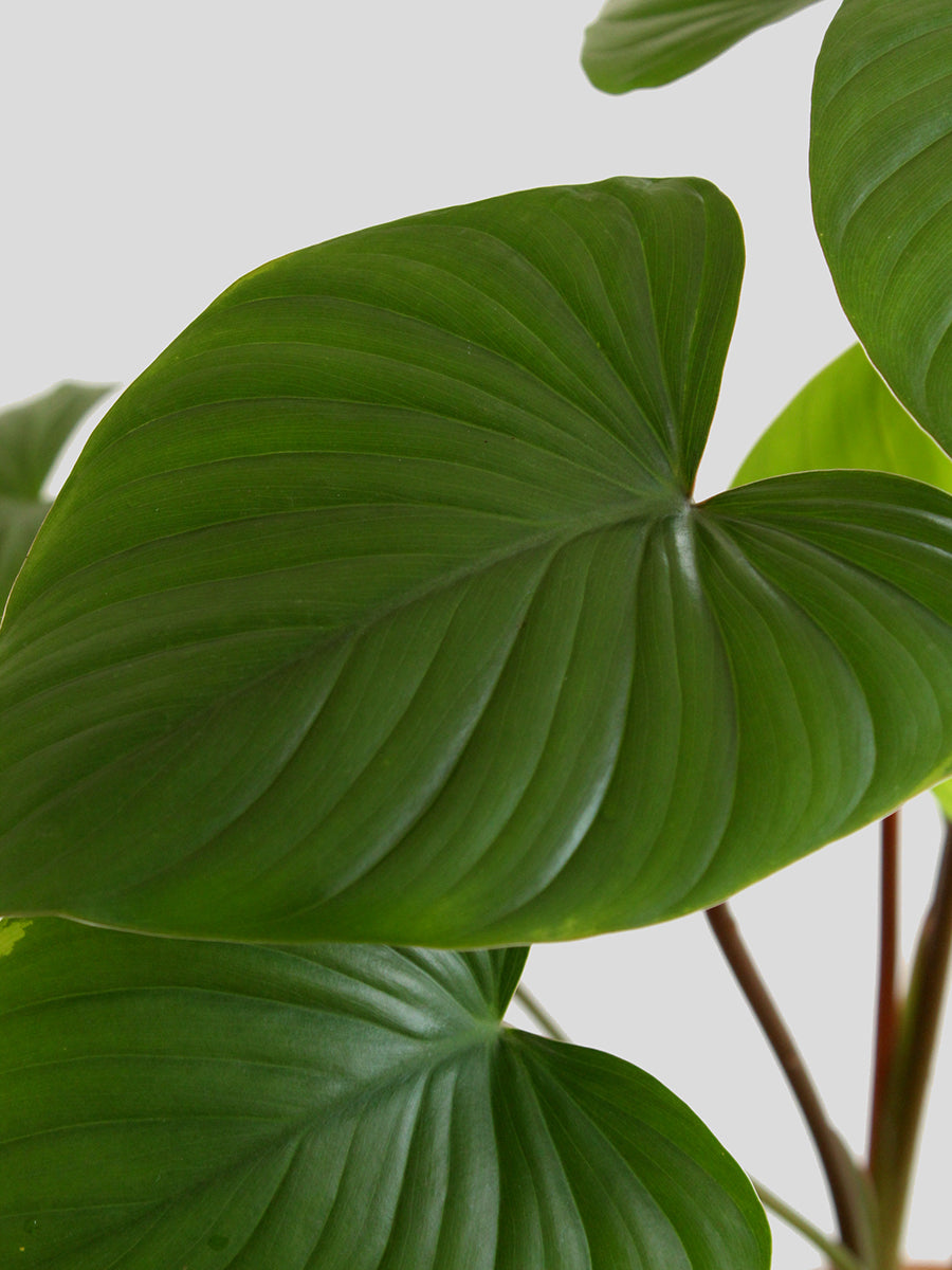 Homalomena Maggy (Medium)