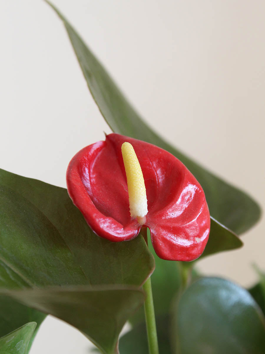 Anthurium Mini Red (Medium)