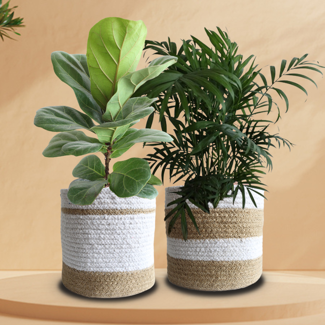 Indoor Jungle Starter