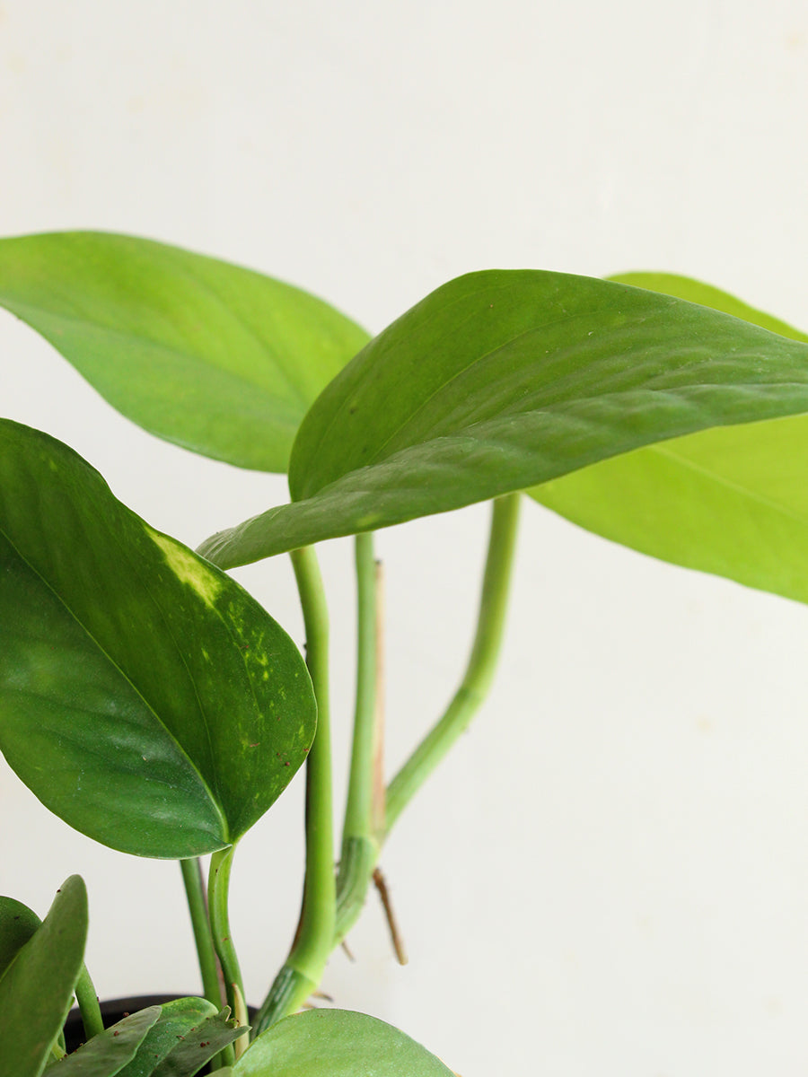 Money Plant Green (Small)
