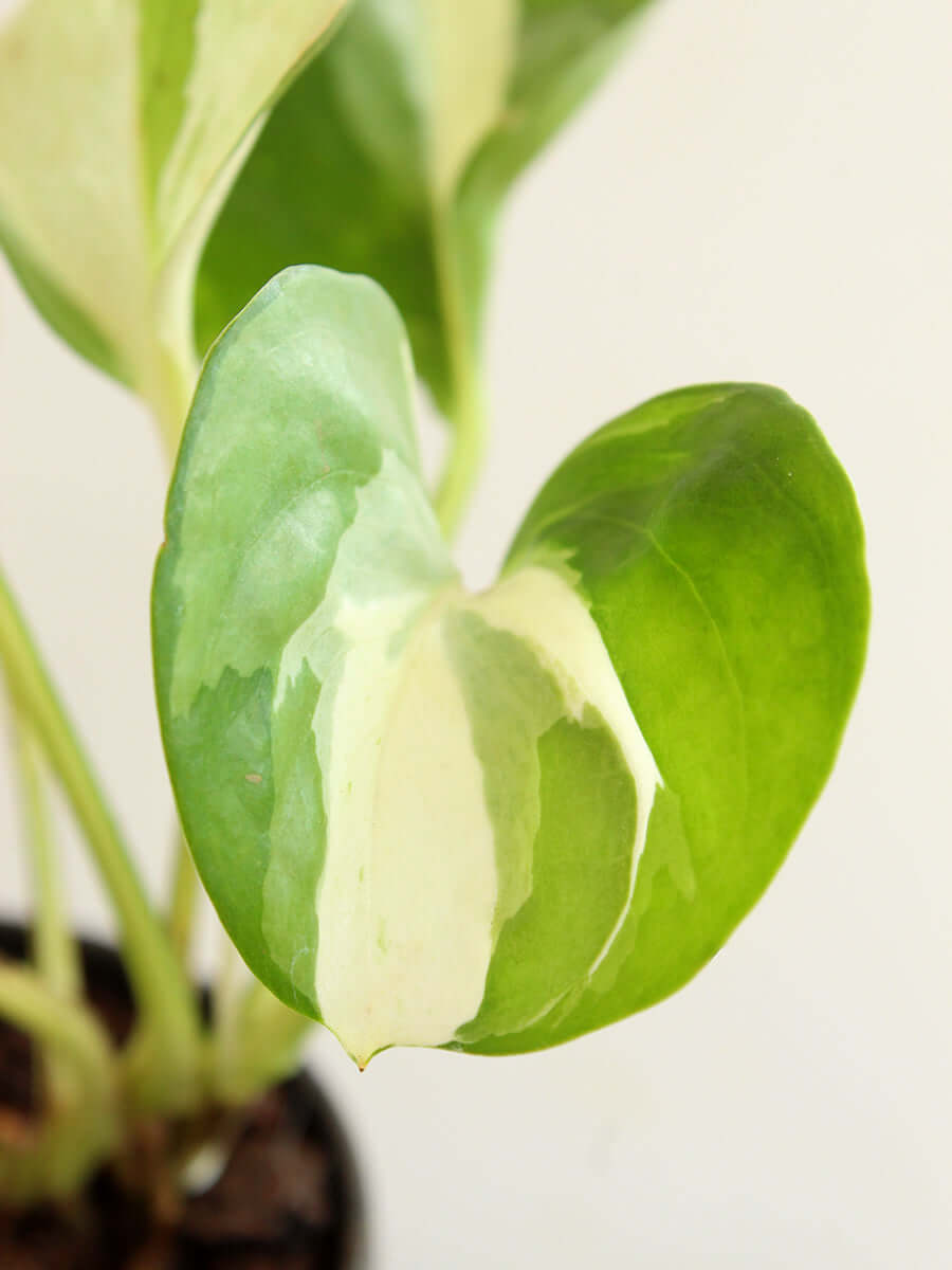 The Rare Money Plant Combo