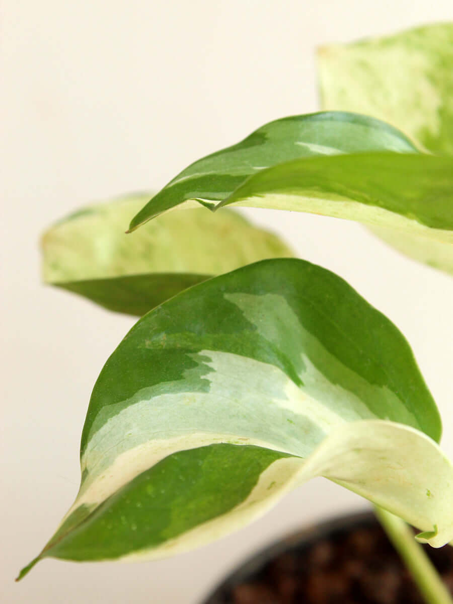 The Ultimate Money Plant Combo